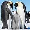 International holidays - World Penguin Day