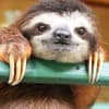 Международный день ленивца (International Sloth Day)