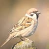 International holidays - World Sparrow Day