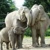 International holidays - International Day of Action for Elephants in Zoos