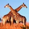 International holidays - World Giraffe Day