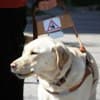 International Guide Dog Day