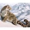 Russian holidays - Snow Leopard Day in Altai