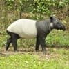 Fun Holidays - World Tapir Day