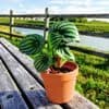 Fun Holidays - Take Your Houseplants for a Walk Day