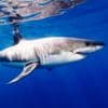 International holidays - Shark Awareness Day