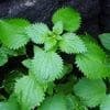 According to the folk calendar - Nettle spell