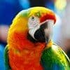 International holidays - World Parrot Day