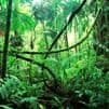 International holidays - World Rainforest Day