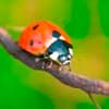 Funny Holidays - Ladybug Day