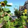 Fun Holidays - International Sunflower Guerrilla Gardening Day