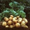 National Potato Day in Peru (Dia Nacional de la Papa)