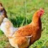 Funny Holidays - International Respect for Chickens Day