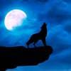 Всемирная ночь воя на луну(Worldwide Howl at the Moon Night)