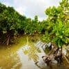 International holidays - International Day for the Conservation of the Mangrove Ecosystem