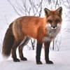 International holidays - World Dhole Day