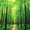 UN Holidays - International Day of Forests