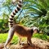 Всемирный день лемура(World Lemur Day)