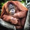 Международный день орангутана (International Orangutan Day)