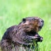 International holidays - International Beaver Day