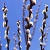 According to the folk calendar - Willow-Bearer, Spring Solstice