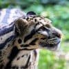 International holidays - International Clouded Leopard Day