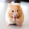 Fun Holidays - World Hamster Day