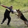 Russian holidays - Cynologist Day (Day of canine units of the Ministry of Internal Affairs of the Russian Federation)