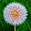 Funny Holidays - World Dandelion Day