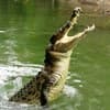 International holidays - World Crocodile Day