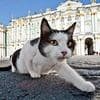 Holidays of Russia - Day of St. Petersburg cats and cats