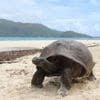 International holidays - World Turtle Day