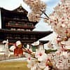 Japanese Holidays - O-hanami - cherry blossom festival (Hanami)