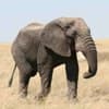 Международные праздники - Всемирный день слона (World Elephant Day)