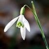 International holidays - The Day of Snowdrop