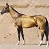 Akhal-Teke Horse Day in Turkmenistan