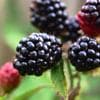 День отравленной ежевики в США (National Poisoned Blackberries Day)